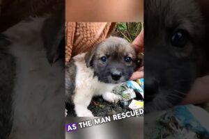 Roadside Rescue Puppy Find new Home #dogs #pets #animals