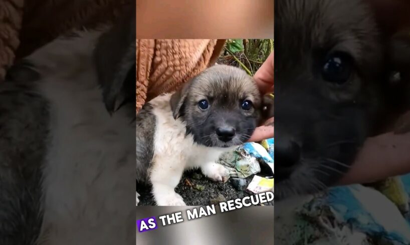 Roadside Rescue Puppy Find new Home #dogs #pets #animals