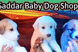 Saddar dogs Shop | Cute Puppies