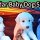 Saddar dogs Shop | Cute Puppies