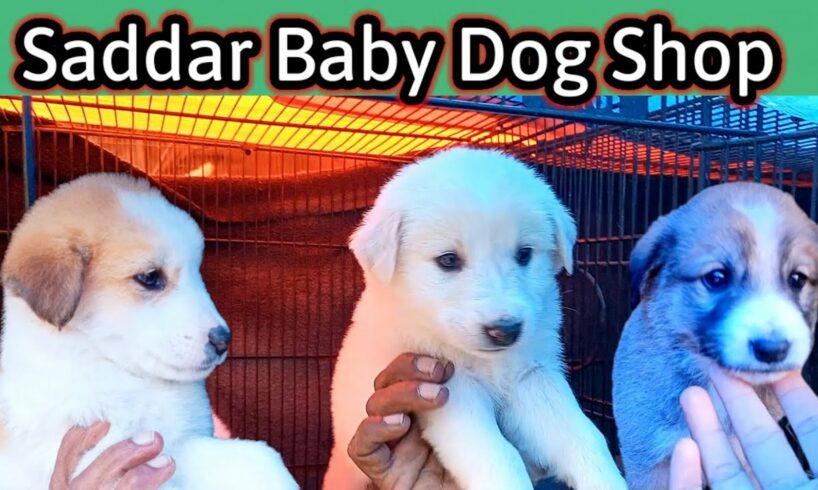 Saddar dogs Shop | Cute Puppies