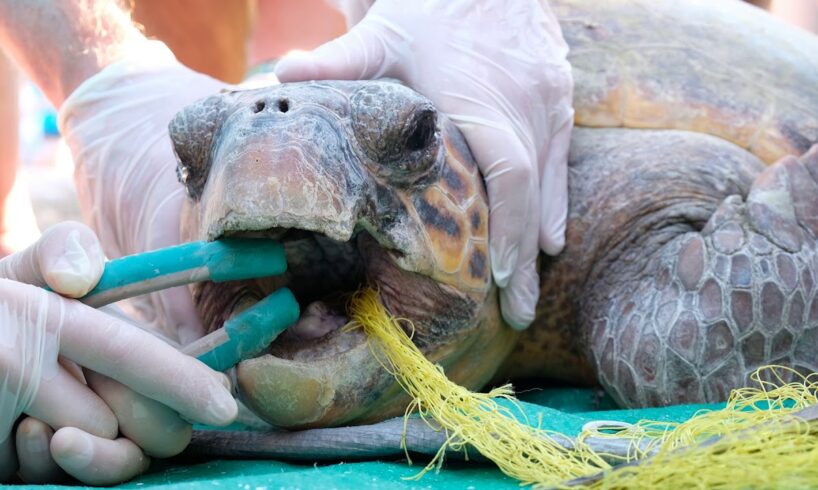 Sea Turtle Rescue - Net Entanglement In Argostoli Harbour