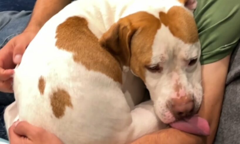 Shy rescue dog transforms into lovebug