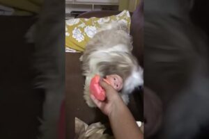 Silky new toy #dog #pets #shitzulove#playing#shitzu#shorts#entertainment#joy#enjoy