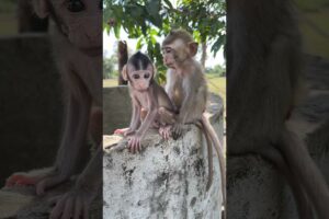 Sit play baby #shortvideo #cute #monkey #usa #animals #shorts #short