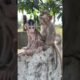 Sit play baby #shortvideo #cute #monkey #usa #animals #shorts #short