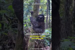 Sloth | One Of The Slowest Animals On Earth