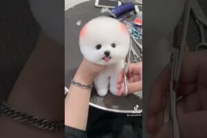 Soo Cute Puppies😍 Tik Tok Mini 😍 Funny Pets Videos 😍❤️ #shorts #dog #pet