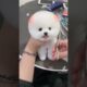 Soo Cute Puppies😍 Tik Tok Mini 😍 Funny Pets Videos 😍❤️ #shorts #dog #pet