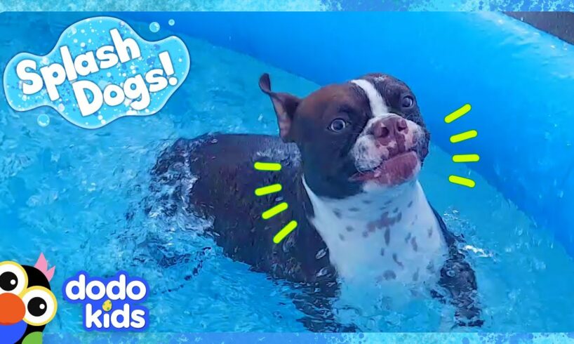 Splash Dog Gets The Biggest Surprise! | Dodo Kids | Animal Videos