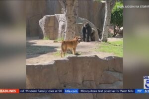 Stray dog wanders into gorilla habitat at San Diego Zoo Safari Park