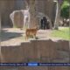 Stray dog wanders into gorilla habitat at San Diego Zoo Safari Park