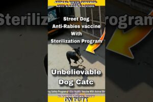 Street Dog Anti-Rabies Vaccine with sterilization #shorts #dog #animals #rescue