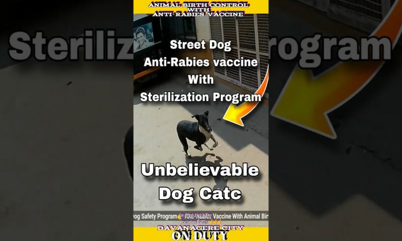 Street Dog Anti-Rabies Vaccine with sterilization #shorts #dog #animals #rescue