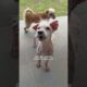 Street Dog Transforms Into Fluffiest Teddy Bear | The Dodo