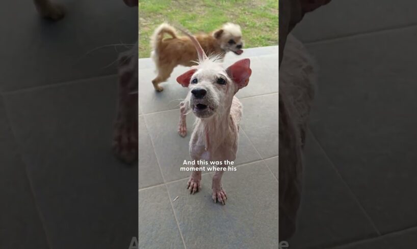 Street Dog Transforms Into Fluffiest Teddy Bear | The Dodo