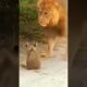 Strong Male Lion Protects and Play With Cubs #Shorts