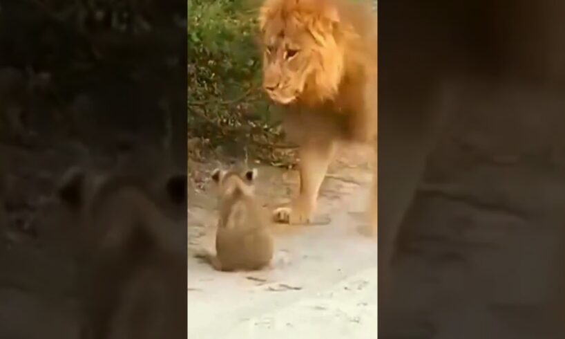 Strong Male Lion Protects and Play With Cubs #Shorts