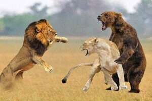 THE BEAR TOOK THE LIONESS FROM THE LION - BEAR VS LION FIGHT