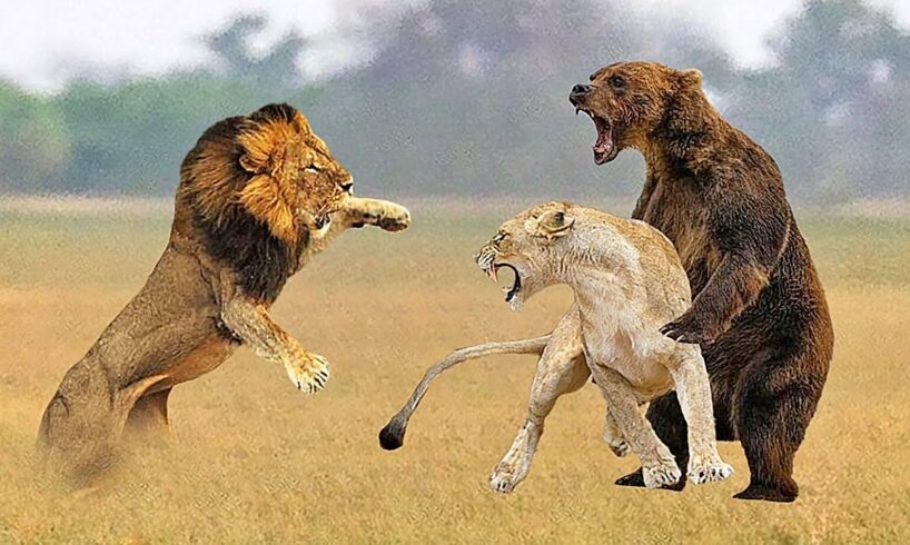 THE BEAR TOOK THE LIONESS FROM THE LION - BEAR VS LION FIGHT