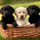 THE CUTEST PUPPIES IN THE WORLD IN 4K! Cute and Adorable! 🐶❤️Labrador and Golden Retriever!