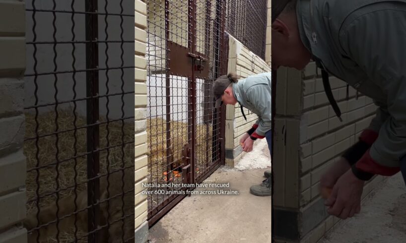 🦁💔 Take a journey with us through the Wild Animal Rescue Centre in Ukraine #BCSLionRescue