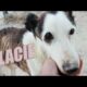 Takis Shelter-Rescued animals enjoy their new life!!!!🐐🐕 🐩 🐈