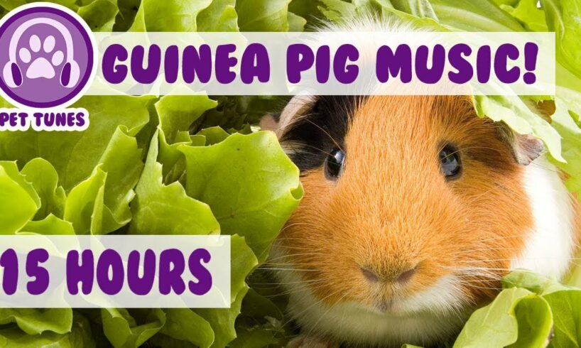 The BEST Remedy For Your Anxious Guinea Pig! The Only Pet Therapy For your Depressed Guinea Pig