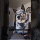 The Cutest Dogs You'll See Today #funnyvideos #funny #trynottolaugh #cat #dog #memes #meme