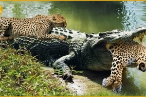 The Leopard Strays Into Crocodile Territory And What Happens? | Animal Fight