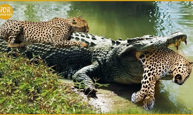 The Leopard Strays Into Crocodile Territory And What Happens? | Animal Fight