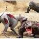 The Strongest Dogs Fight Komodo Dragons, Lizards, Iguanas... Caught On Camera | Wild Animals