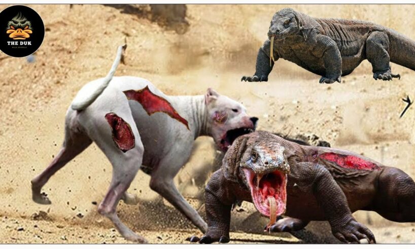 The Strongest Dogs Fight Komodo Dragons, Lizards, Iguanas... Caught On Camera | Wild Animals