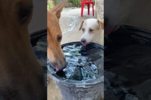 The cute puppies drink water after having lunch #shorts #viral