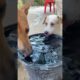 The cute puppies drink water after having lunch #shorts #viral