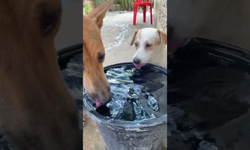 The cute puppies drink water after having lunch #shorts #viral