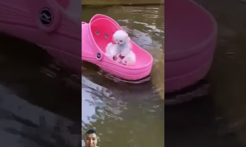 The cute puppies in a shoe look so relaxing ❤💙💜@pocketdoglife6205  #cute #shorts #puppy