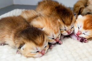 The cutest kitten in the world hiccups loudly in his sleep