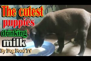 The cutest puppies drinking milk episode 90| By Dog Food TV