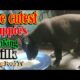 The cutest puppies drinking milk episode 90| By Dog Food TV