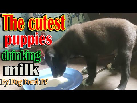 The cutest puppies drinking milk episode 90| By Dog Food TV