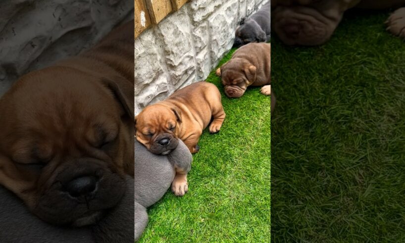 The cutest puppy pile you’ve ever seen 😭 #cute #puppy #sleep #bulldog #oldeenglishbulldogge