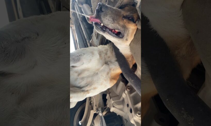 The dog’s head became stuck in the silencer under a car #DogStuck