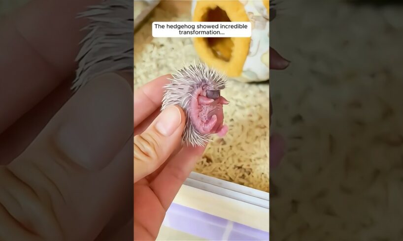 The girl adopted baby hedgehog in her house #shorts