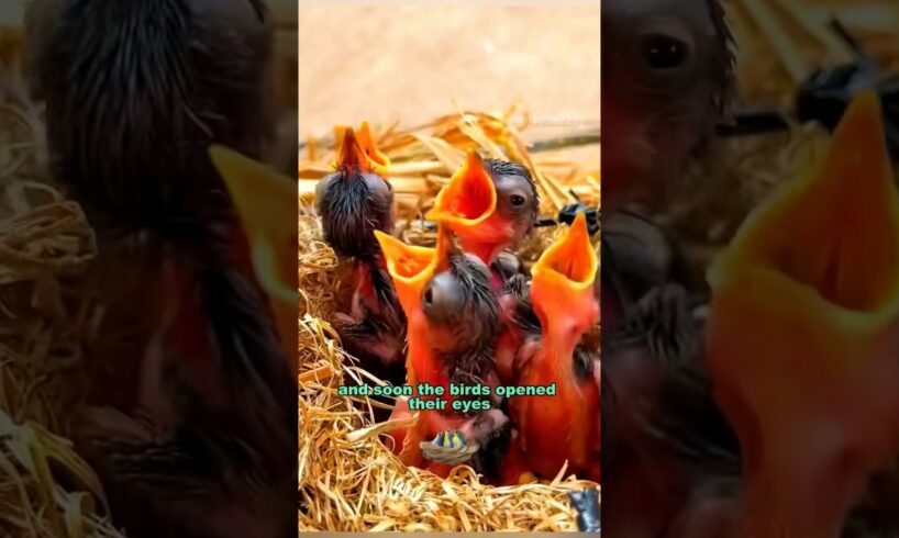 The lucky birds #shortvideo #rescue #cute #animals #birds #shorts