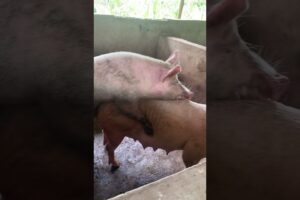 The moment two pigs were playing together #adorablepigs #animals #playing #fun