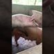 The moment two pigs were playing together #adorablepigs #animals #playing #fun