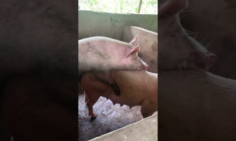 The moment two pigs were playing together #adorablepigs #animals #playing #fun