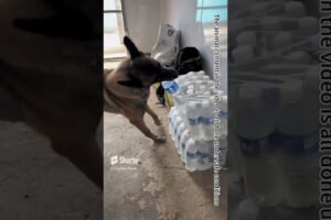 The owner was sweating profusely,and the emergency rescue dog took the initiative to get water