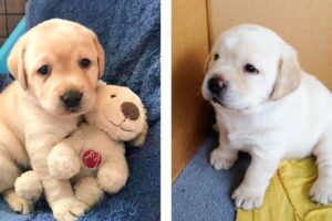 😍 These Labrador Puppies Will Brighten Your Day 🐶 | Cute Puppies